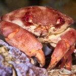 Night Snorkeling - Why We Love This Tour
