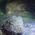 Night Snorkeling Tour - The Sum Up