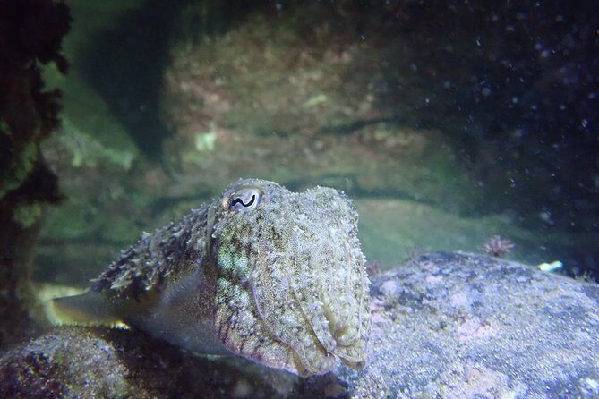 Night Snorkeling Tour - The Sum Up