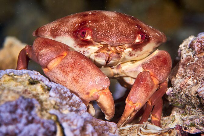 Night Snorkeling - Why We Love This Tour