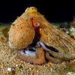 Night-Time Snorkel at TurtleTown with Stars, Lights, and Photos - Who Will Love This Tour?