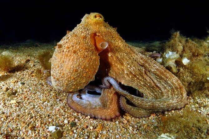 Night-Time Snorkel at TurtleTown with Stars, Lights, and Photos