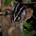 Night Walk in Cairns Botanic Gardens - Let's Go Buggin - Why This Tour is a Great Value