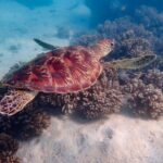 Ningaloo In A Full day Hike and Snorkel Tour - Why This Tour Stands Out