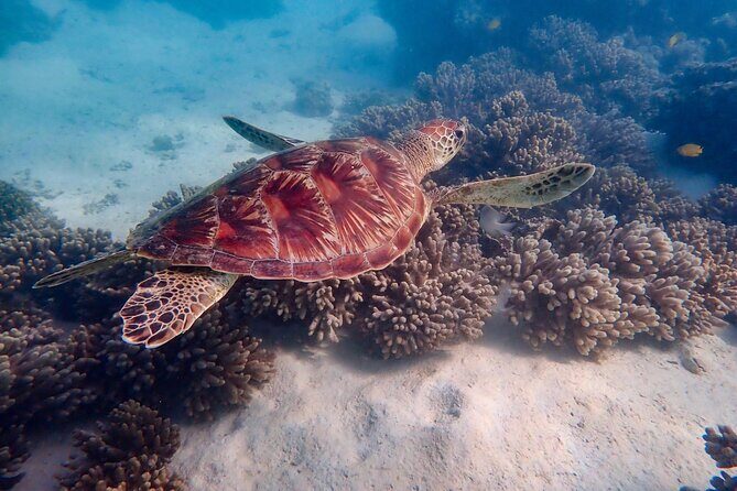 Ningaloo In A Full day Hike and Snorkel Tour - Why This Tour Stands Out