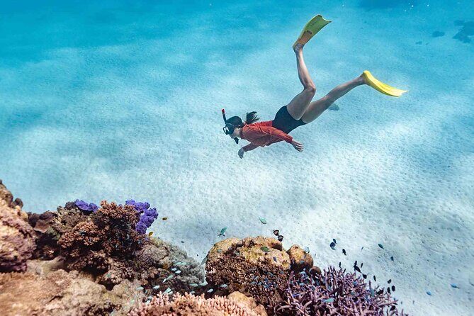 Ningaloo Reef Snorkel Adventure - A Deep Dive into the Ningaloo Reef Snorkel Adventure