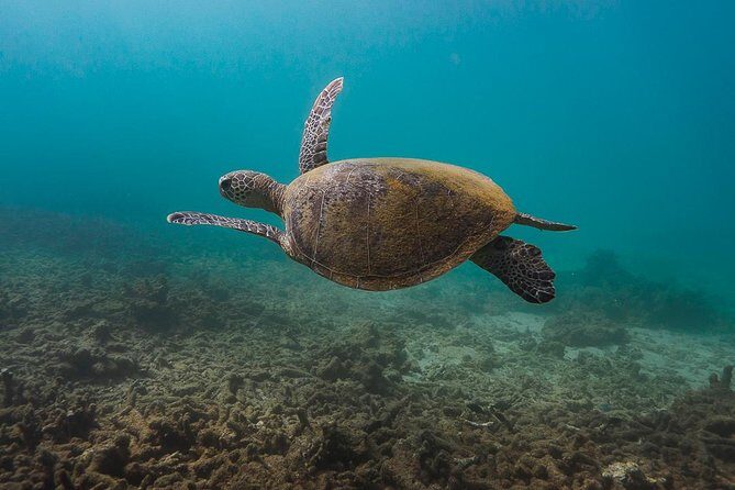 Ningaloo Reef Snorkel and Wildlife Adventure - FAQ
