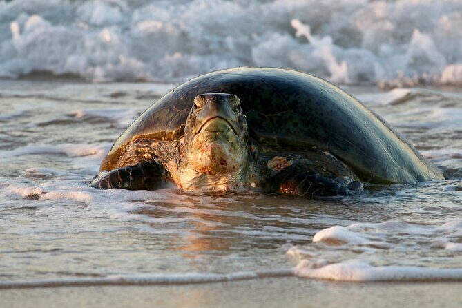 Ningaloo Turtle Watching and Stargazing Tour - Who Should Consider This Tour?