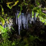 Nocturnal adventure Glow-worm tour - Frequently Asked Questions