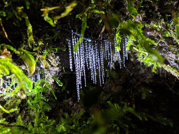 Nocturnal adventure Glow-worm tour - Frequently Asked Questions