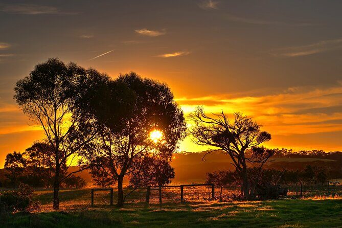 Nocturnal Tour of Kangaroo Island - The Sum Up: Why This Tour Is a Solid Choice
