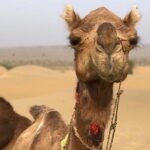 Non Touristic Half Day Camel Safari Thar Desert Sunset - Why This Tour Resonates