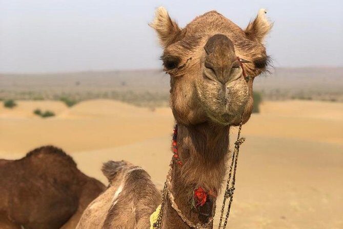 Non Touristic Half Day Camel Safari Thar Desert Sunset - Why This Tour Resonates