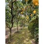 Nonna Concettina Sorrento Lemon Tour - Exploring the Lemon Grove: What to Expect