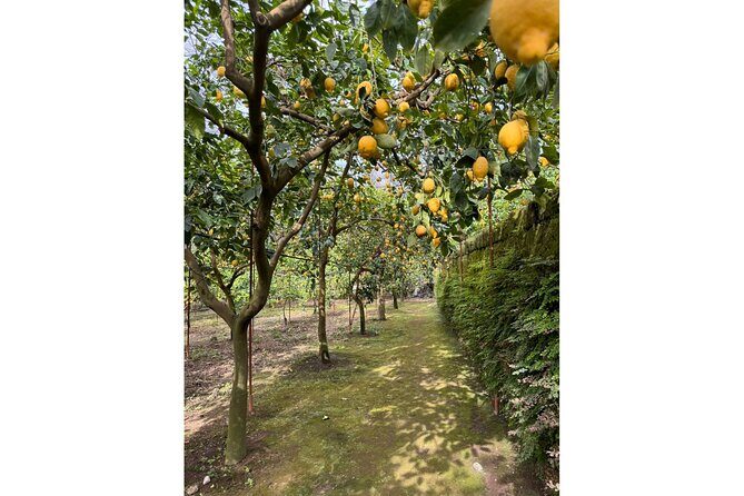 Nonna Concettina Sorrento Lemon Tour - Exploring the Lemon Grove: What to Expect