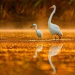 Noosa: Afternoon Cruise through the Noosa Everglades - FAQ