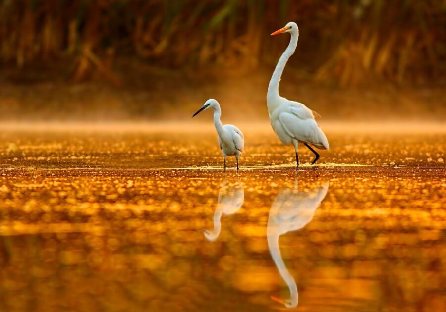 Noosa: Afternoon Cruise through the Noosa Everglades - FAQ