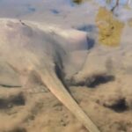 Noosa Heads: Hidden Waterways Wildlife Kayak (Fully Guided) - What’s Included and What’s Not