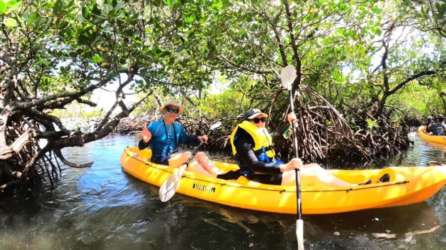 Noosa Heads: Hidden Waterways Wildlife Kayak (Self-Guided)