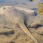 Noosa Heads: Hidden Waterways & Wildlife Kayak Tour - An In-Depth Look at the Experience