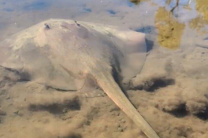 Noosa Heads: Hidden Waterways & Wildlife Kayak Tour - An In-Depth Look at the Experience