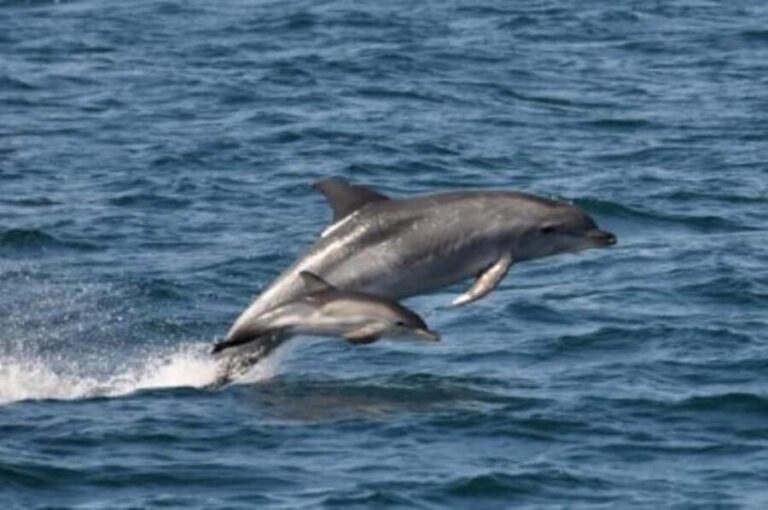Noosa: National Park and Dolphin Watching Safari - Why This Tour Matters for You
