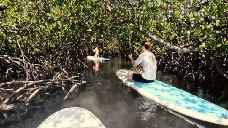 Noosa Stand Up Paddle & Mangrove Tunnel Tour (Self Guided) - FAQ
