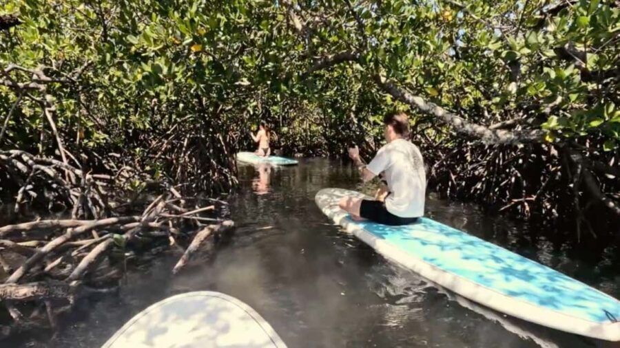Noosa Stand Up Paddle & Mangrove Tunnel Tour (Self Guided) - FAQ