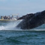 Noosa Whale Watching Cruise  Humpback Whale Adventure - Wildlife Encounters and Authenticity