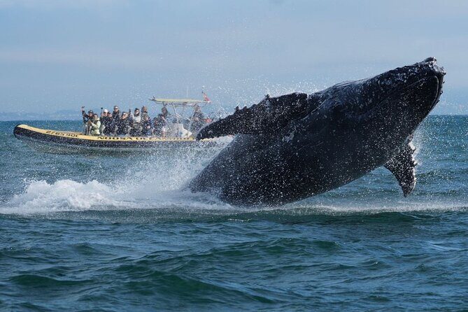 Noosa Whale Watching Cruise  Humpback Whale Adventure - Wildlife Encounters and Authenticity