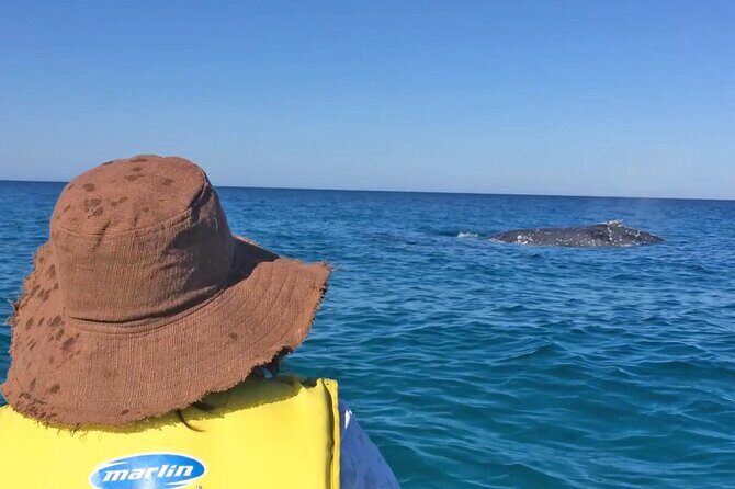 Noosa Whale Watching On Ocean Kayaks & Beach 4X4 Tour - Who Will Love This Tour?