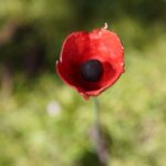 Normandy D-Day Beaches Private Canadian Sector from Caen - Why This Tour Offers Great Value