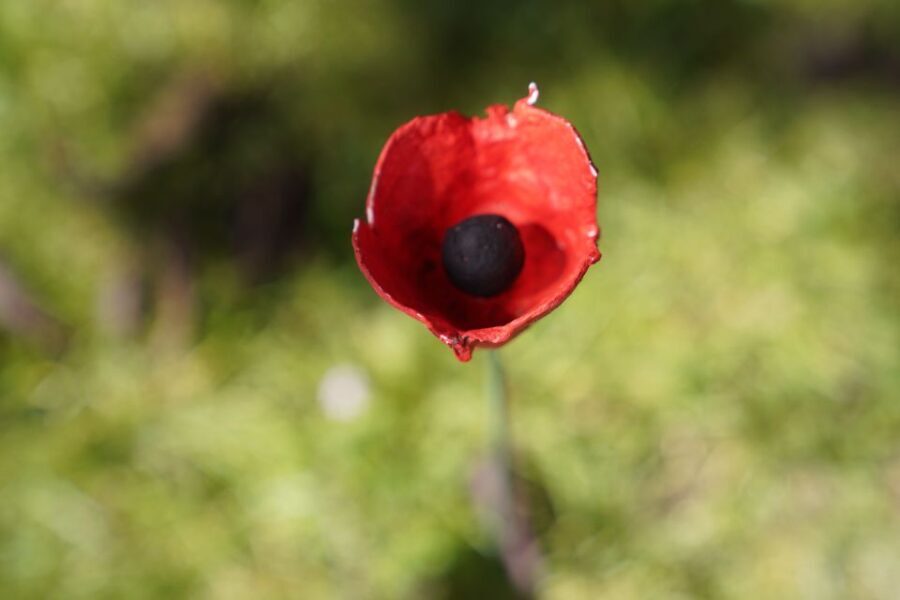 Normandy D-Day Beaches Private Canadian Sector from Caen - Why This Tour Offers Great Value