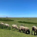 Normandy: Private Guided Tour with a Local Expert - Exploring Normandy with a Local Guide