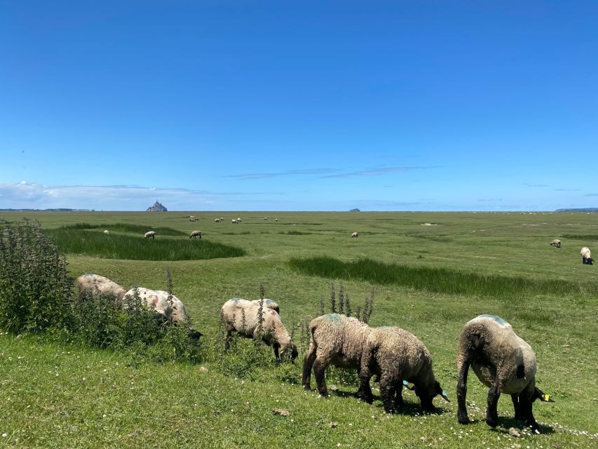 Normandy: Private Guided Tour with a Local Expert - Exploring Normandy with a Local Guide