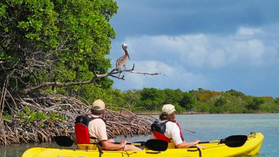North Miami: Nature & Island Exploration on SUP/Kayak - Why This Tour Delivers Value
