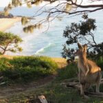 North Stradbroke Island Private Cultural Tour from Brisbane - A Deep Dive into the North Stradbroke Island Private Cultural Tour