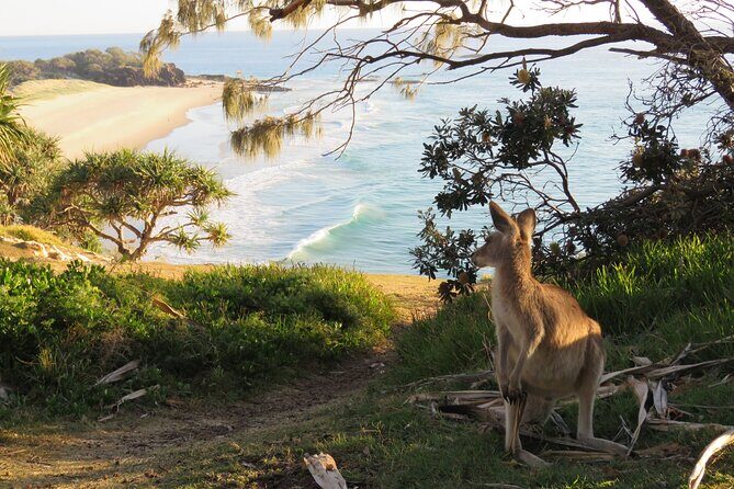 North Stradbroke Island Private Cultural Tour from Brisbane - A Deep Dive into the North Stradbroke Island Private Cultural Tour