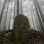 North Vancouver: Guided Forest Therapy & Forest Bathing Walk - Who Should Consider This Experience?