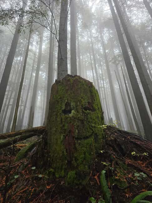 North Vancouver: Guided Forest Therapy & Forest Bathing Walk - Who Should Consider This Experience?