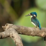 Northern Territory: Corroboree Billabong Nature Cruises - What You’ll See and Learn