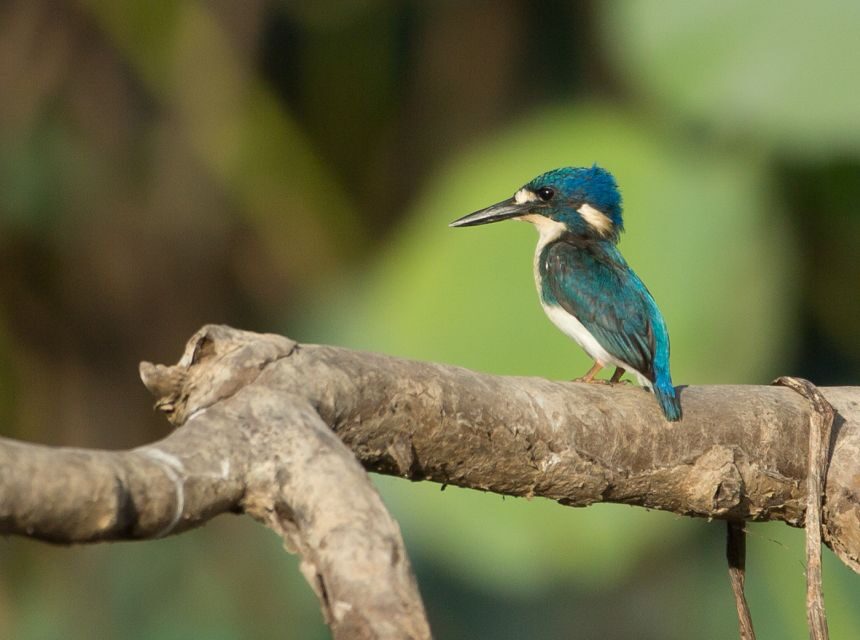Northern Territory: Corroboree Billabong Nature Cruises - What You’ll See and Learn