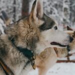 Nulkki Husky Adventure - Frequently Asked Questions
