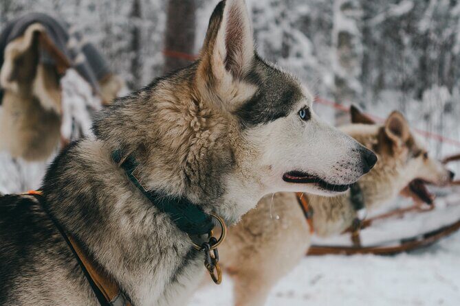 Nulkki Husky Adventure - Frequently Asked Questions