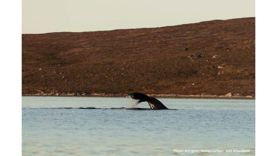 Nuuk Fjord Boat & Fishing Tour with Local Hunter Guide - Exploring Nuuk Fjord by Boat with a Local Hunter