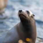 NYC: Bronx Zoo Entry Ticket - Who Should Visit the Bronx Zoo?
