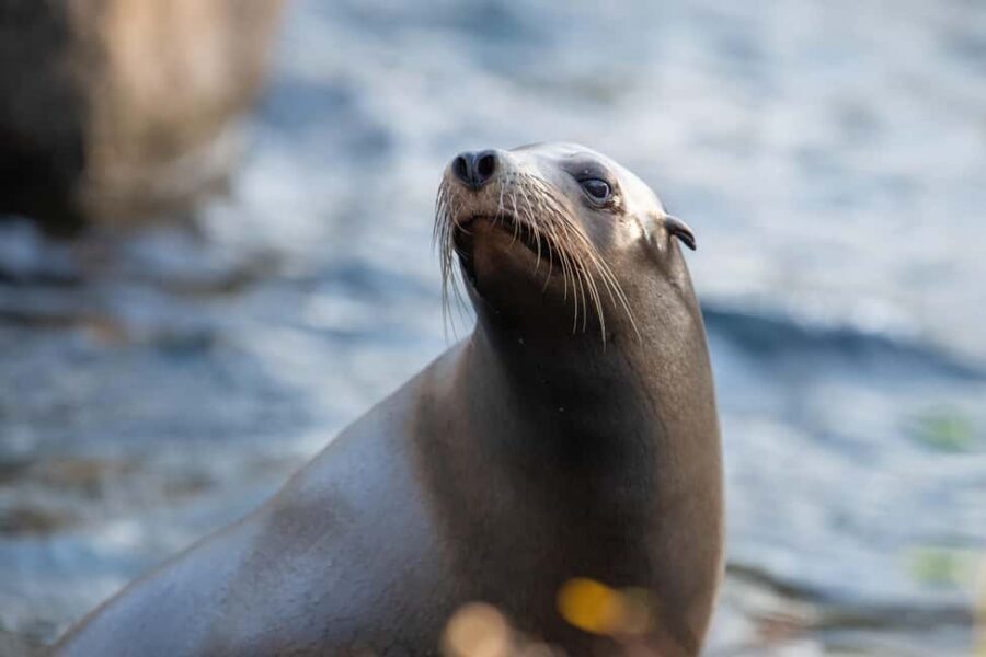 NYC: Bronx Zoo Entry Ticket - Who Should Visit the Bronx Zoo?