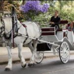 NYC: Private Central Park Horse Carriage Ride with Guide - The Experience for Different Types of Visitors