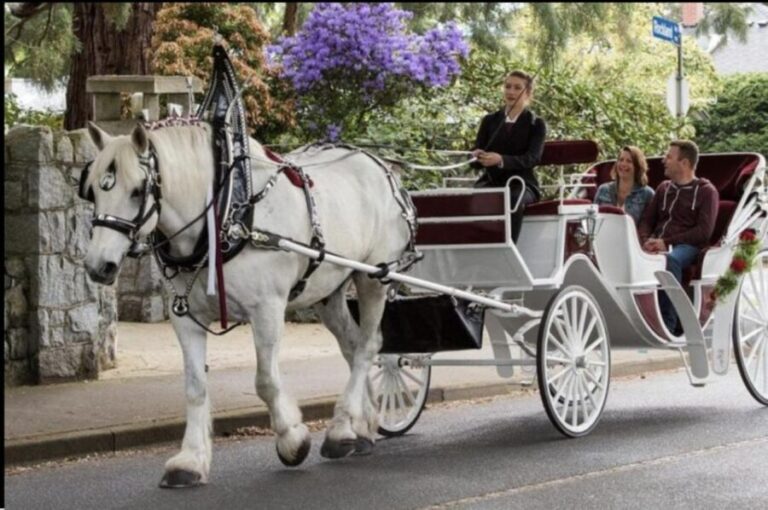 NYC: Private Central Park Horse Carriage Ride with Guide - The Experience for Different Types of Visitors