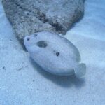 Oahu: Beginner SCUBA Dive at Electric Beach - What Makes This Experience Stand Out